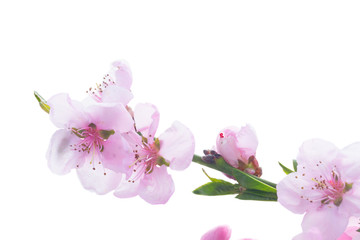 Fototapeta na wymiar Pink cherry blossom twig close up isolated on white background