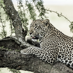 Leopard lying on a tree branch in Serengeti National Park