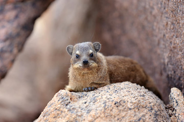 Góralek przylądkowy ( Procavia capensis )