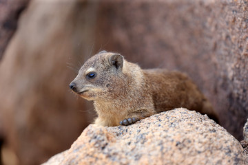 góralka przylądkowa (Procavia capensis) w parku narodowym Augrabies