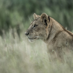 Female lion attentive in the grass in Serengeti National Park