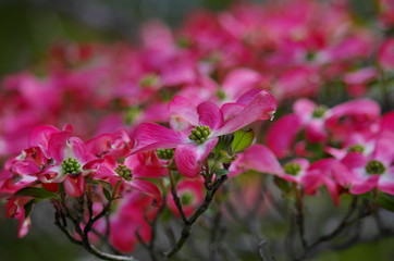 満開の赤いハナミズキの花