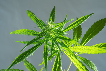 Spitze einer Cannabis Pflanze