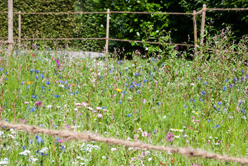 Wildblumenwiese Übersicht