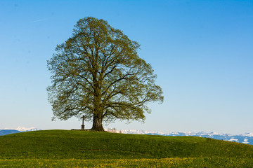 Fototapeta na wymiar Einzelner Baum mit Kreuz im Frühling