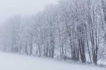 Fototapeta na wymiar Trees under snow at the winter time