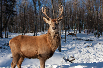 Red deer standing in the winter snow in Canada