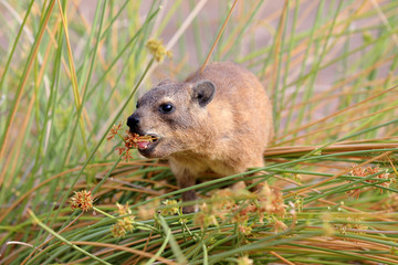 Góralek przylądkowy ( Procavia capensis )