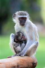 koczkodan (Vervet Monkey, Chlorocebus pygerythrus) w parku narodowym Augrabies - obrazy, fototapety, plakaty