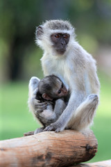 Naklejka na ściany i meble Vervet Monkey in Augrabies National Park