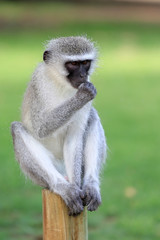 koczkodan (Vervet Monkey, Chlorocebus pygerythrus) w parku narodowym Augrabies - obrazy, fototapety, plakaty