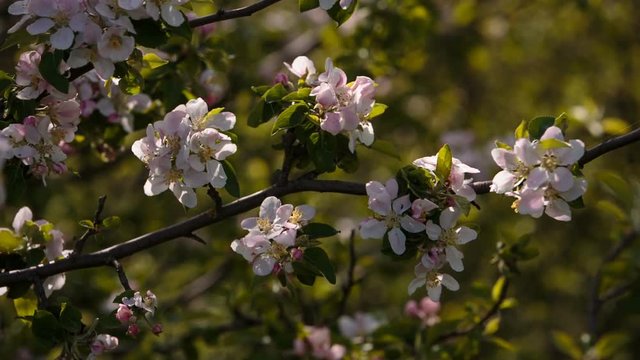 Video FHD. Flowering branches of fruit trees apricots, cherries, plums swaying in the wind in the garden in the spring