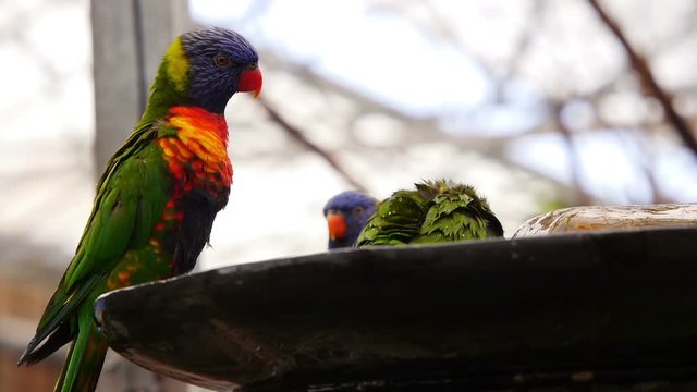 Rainbow Lorikeet (Trichoglossus moluccanus)