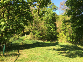Hiking trail fork on a sunny day in mixed woodland