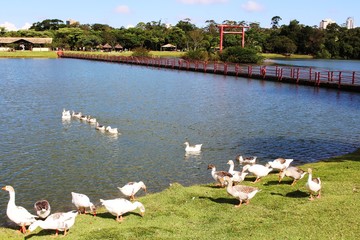 lago com aves