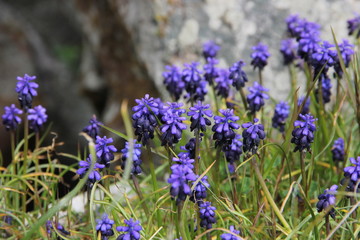 beautiful wild flowers at the foot of the mountain