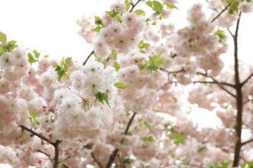 八重桜