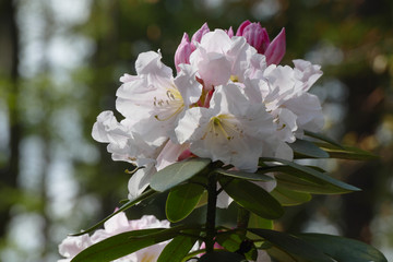 Rhododendron blossom