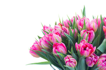 Bouquet of bright pink tulips and green leaves close up isolated on white background