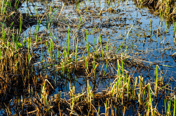 Young reed in Dnieper marshes