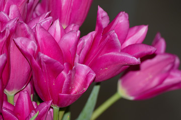 Obraz premium Tulips