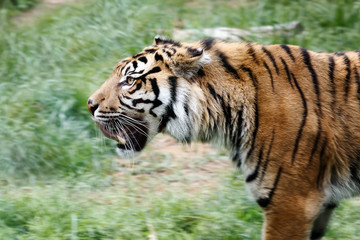 Fototapeta na wymiar Sumatra Tiger, profile view