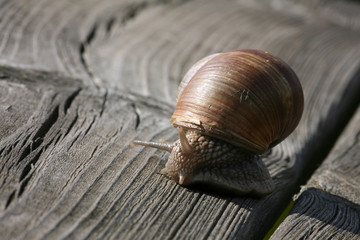 snail on wooden background