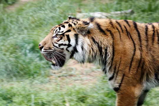 Sumatra Tiger, profile view