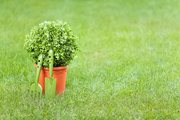 gardening tools and tree in a pot on a grass in the garden with empty copy space for your text. outdoor summer hobby, topiary art, horticulture, garden service and design concept © 123object_stock