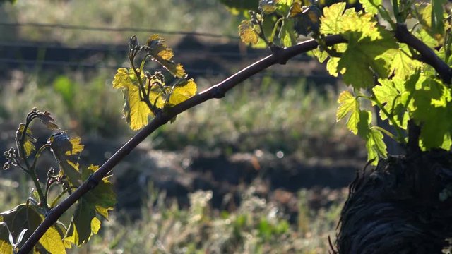 The Bordeaux vineyards affected by a devastating frost on Thursday, April 27, 2017, the last dating back to April 1991.Torshes are depolyzed in the wineyards to warm the atmosphere.