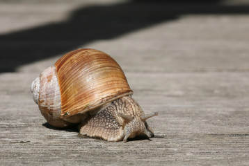 snail on wooden background