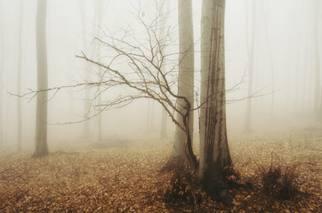 minimal woods scenery with trees in mist