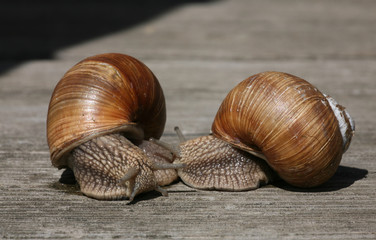 two snails on wood