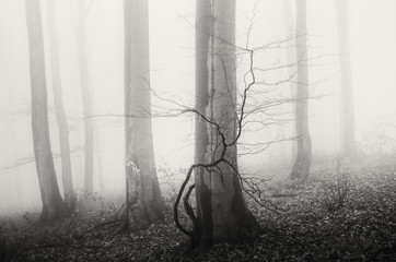 Obraz premium minimal forest landscape with trees in fog black and white