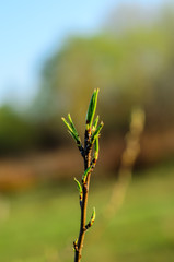 First leaves on a branch of the tree