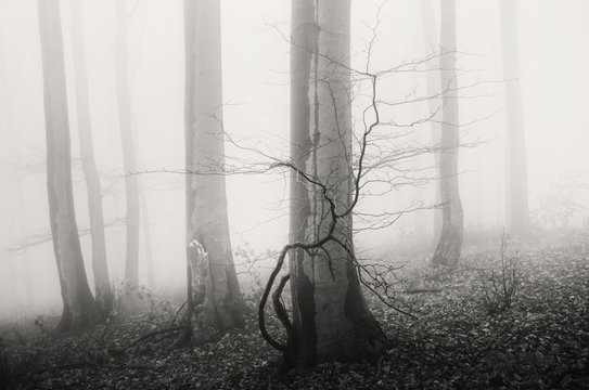 Fototapeta minimal forest landscape with trees in fog black and white