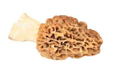 Morchella esculenta mushroom