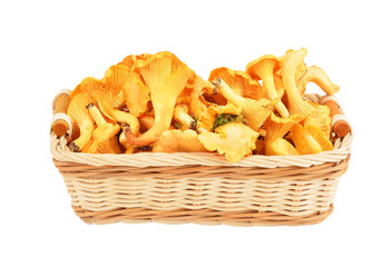 Chanterelle mushroom in basket