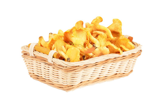 Chanterelle mushroom in basket