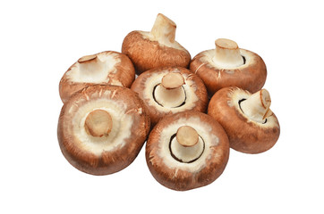 Champignon (True mushroom)