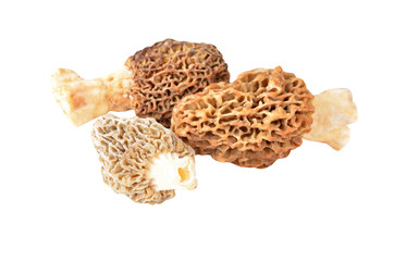 Morchella esculenta mushroom
