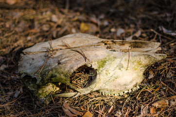 The skull of the horse on the ground