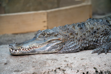 Obraz premium Alligator lies on a concrete surface