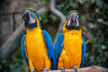 Two parrots of macaws of yellow-blue color