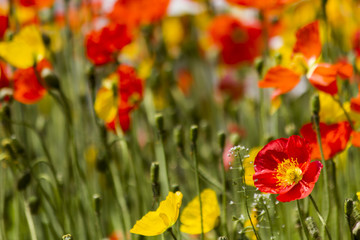 Spring flowers in the field