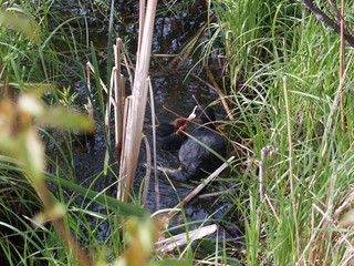 Coot with Children