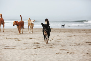 Dogs playing on the seashore