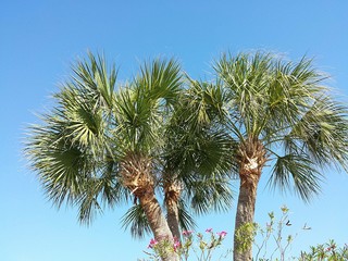 Beautiful palm trees on blue sky background in Florida nature 