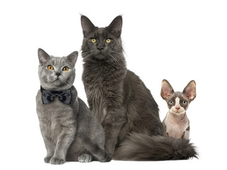 Maine Coon, sphynx and British Shorthair, isolated on white