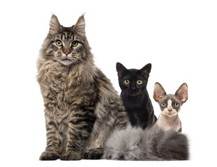 Group of cats sitting, isolated on white